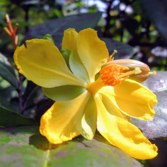 Bunga kuning Ochna serrulata yang difoto di area Kebun Raya Kuningan pada 2019.