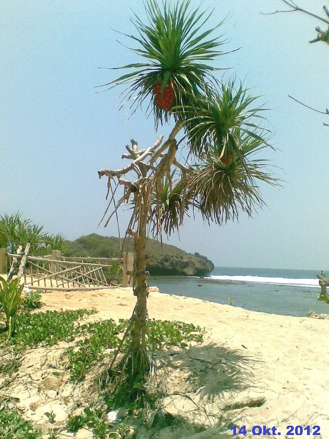 Pandan berbuah di pasir Pantai Sundak dengan pagar bambu, tebing, dan laut di belakangnya, foto arsip 2012 / Fruiting pandan on the sand at Sundak Beach with a bamboo fence, cliff and sea behind it, archival photograph from 2012