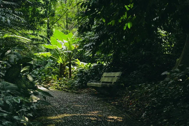 Bangku dan jalur setapak di antara tanaman Kebun Raya Bogor / A bench and footpath among plants at Kebun Raya Bogor