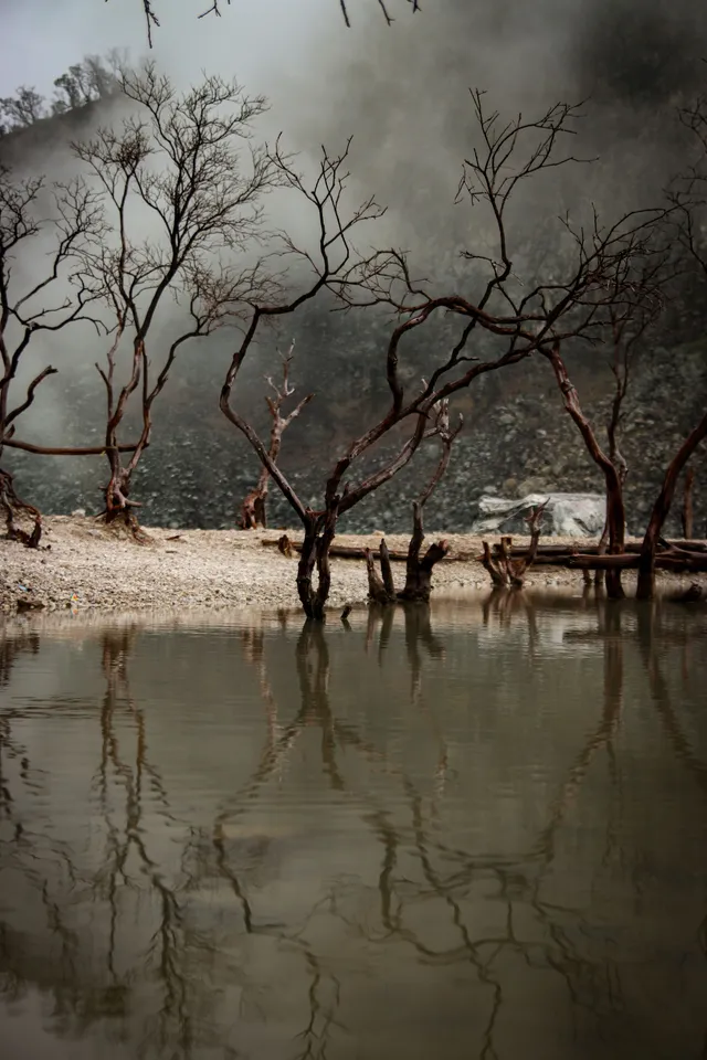 ID: Pantulan pepohonan tanpa daun di tepian danau Kawah Putih. EN: Reflections of leafless trees along the shore of Kawah Putih lake.