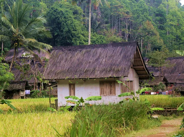 ID: Bangunan beratap serat alami di antara tanaman padi dan pepohonan Kampung Naga. EN: A thatched-roof building among rice plants and trees in Kampung Naga.