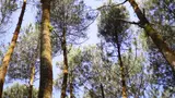 Batang dan tajuk pohon pinus di Mangunan, Bantul / Pine trunks and canopy at Mangunan, Bantul