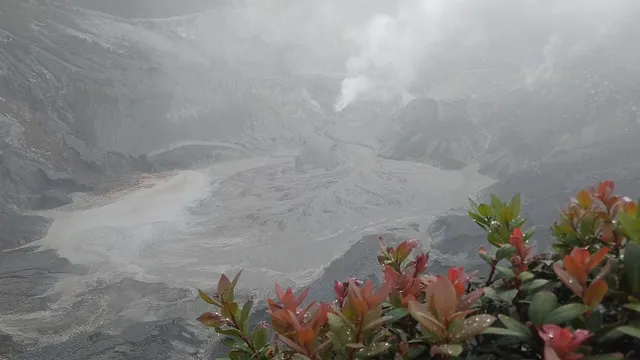 Kawah Tangkuban Parahu dengan tanaman di depan pandangan, Juni 2018. / Tangkuban Parahu crater with plants in the foreground, June 2018.