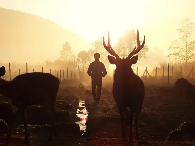 Rusa di Ranca Upas saat matahari terbit pada Agustus 2017. / Deer at Ranca Upas at sunrise in August 2017.