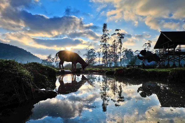 Rusa dan pantulan cahaya pagi di Ranca Upas pada September 2018. / Deer and morning light reflected at Ranca Upas in September 2018.