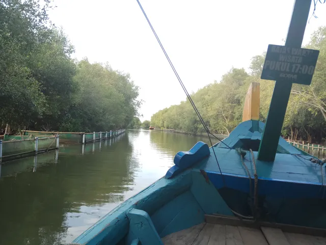 Pemandangan jalur air hutan mangrove Karangsong dari atas perahu wisata.