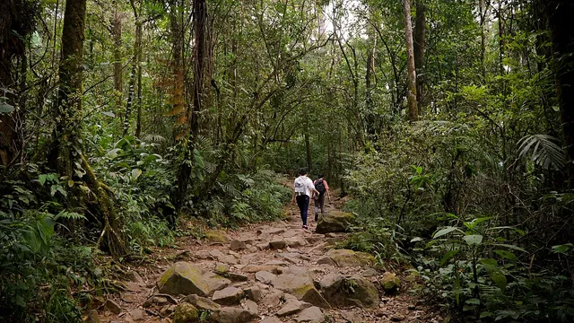 Jalur setapak di hutan Taman Nasional Gunung Gede Pangrango
