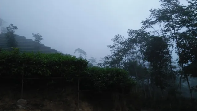 Kebun Teh Nglinggo dalam kabut pada foto arsip 2018 / Nglinggo Tea Plantation in fog in an archive photograph from 2018