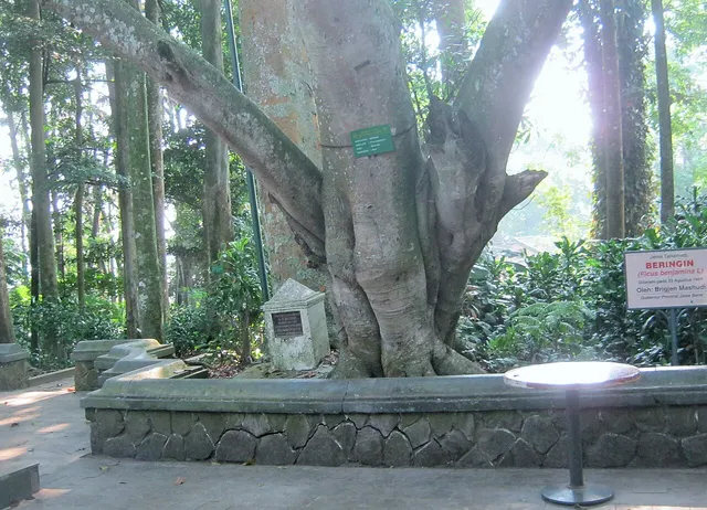 Batang besar pohon dan papan informasi tanaman di Tahura Djuanda, Juni 2015. / Large tree trunk and plant information signs in Tahura Djuanda, June 2015.