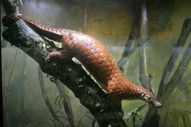 Awetan trenggiling Sunda dipajang pada diorama Museum Zoologi Bogor.