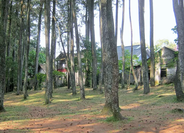 Deretan batang pohon dengan bangunan di latar Tahura Djuanda, Juni 2015. / Tree trunks with buildings in the background at Tahura Djuanda, June 2015.