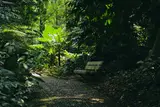 Bangku dan jalur setapak di antara tanaman Kebun Raya Bogor / A bench and footpath among plants at Kebun Raya Bogor