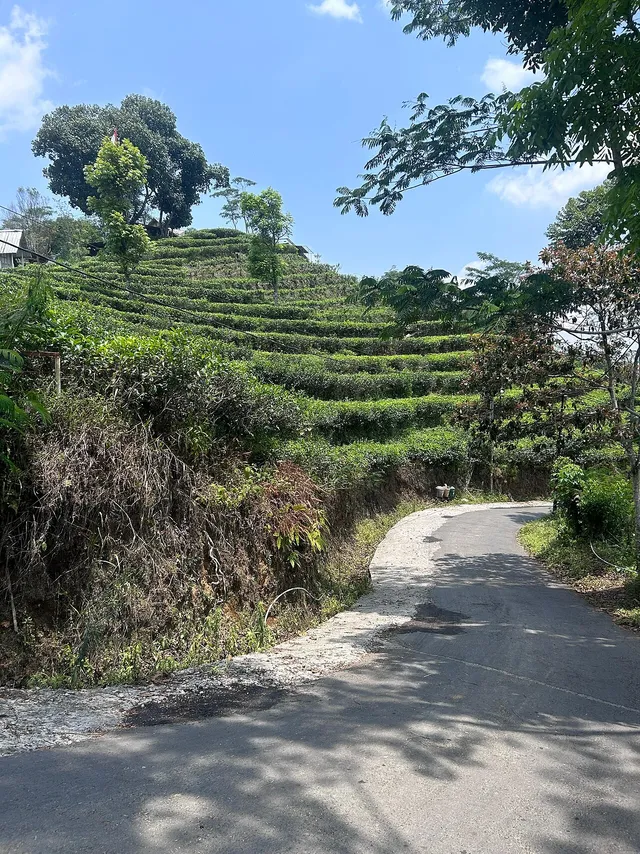 Tanaman teh di lereng dan jalan di Kebun Teh Nglinggo, Kulon Progo / Tea rows on a hillside and a road at Nglinggo Tea Plantation, Kulon Progo