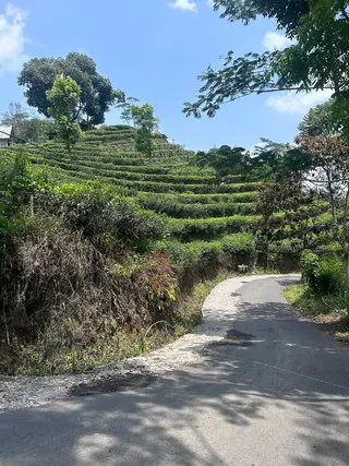 Spot