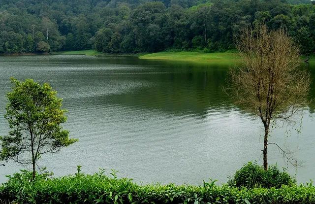 Tepian Situ Patenggang dengan pohon di dekat air. / Trees beside the water at Situ Patenggang.